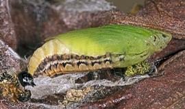  Pupa with shelter removed.
